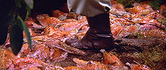 Star Trek III: The Search for Spock
