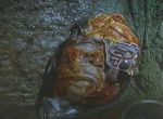 scorpion_del1-19.jpg
